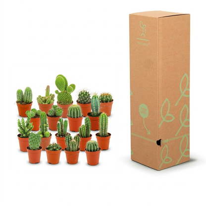 A set of small potted cacti and succulents arranged in front of a tall brown cardboard box with light green leaf illustrations on a white background.
