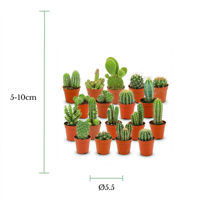A set of small potted cacti and succulents arranged on a white background, with measurement markers indicating a height of 5-10cm and a diameter of 5.5cm.