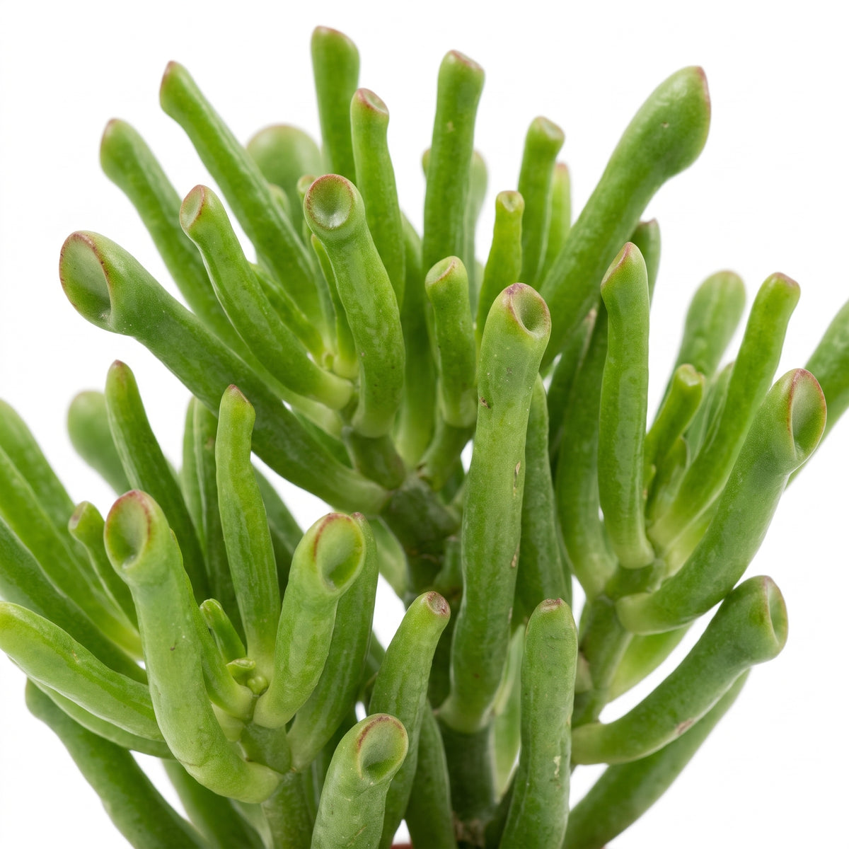 Close-up of a green succulent plant with thick, cylindrical stems and rounded tips, isolated on a white background.