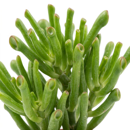 Close-up of a green succulent plant with thick, cylindrical stems and rounded tips, isolated on a white background.