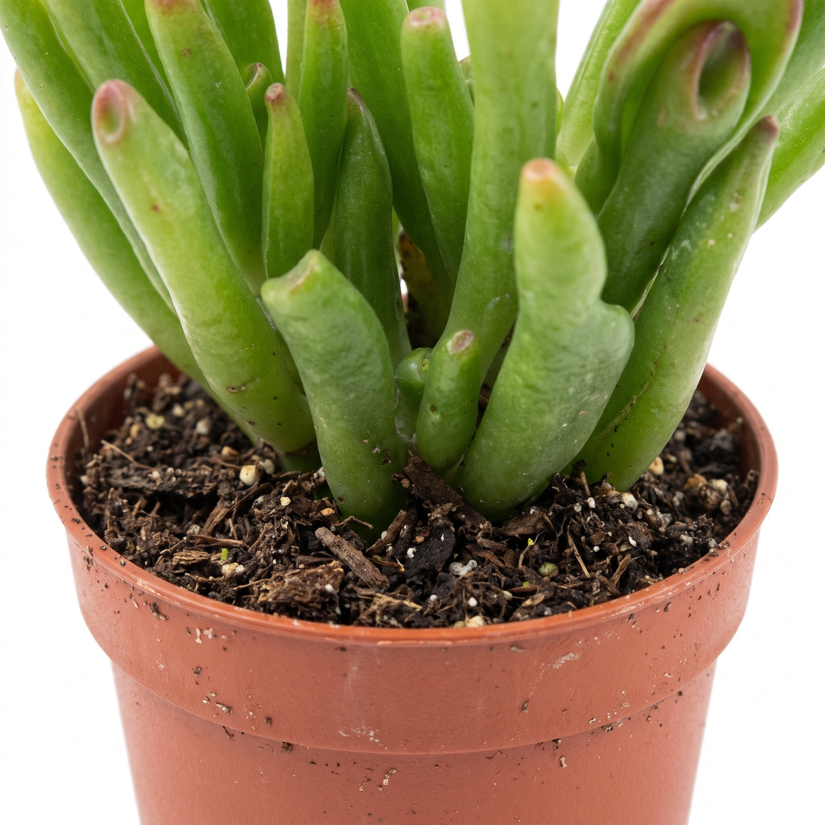 Mini Cactus and Succulent Mix, 18 Pots