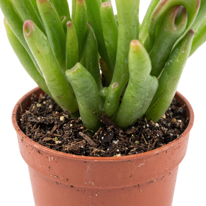 Mini Cactus and Succulent Mix, 18 Pots