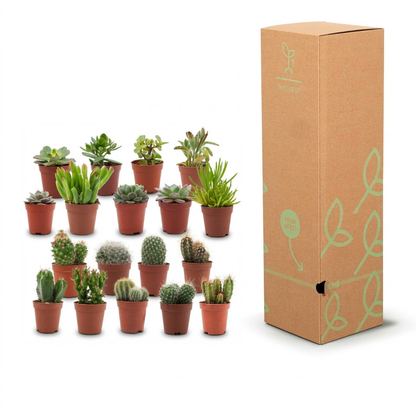A set of small potted succulents and cacti arranged in two rows next to their tall brown cardboard packaging box with green leaf illustrations, on a white background.