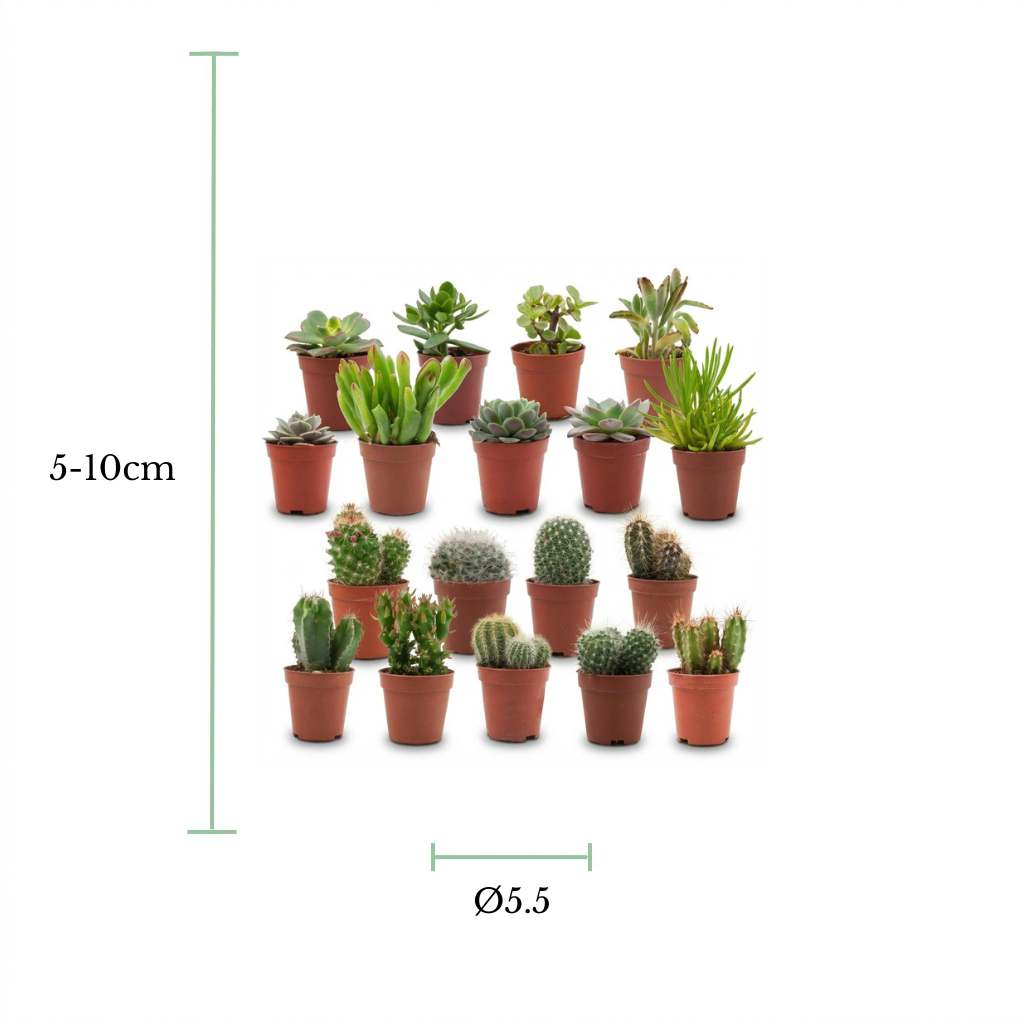A set of 15 small potted succulents and cacti arranged in three rows on a white background, with green measurement lines indicating a height of 5-10cm and a diameter of Ø5.5cm.