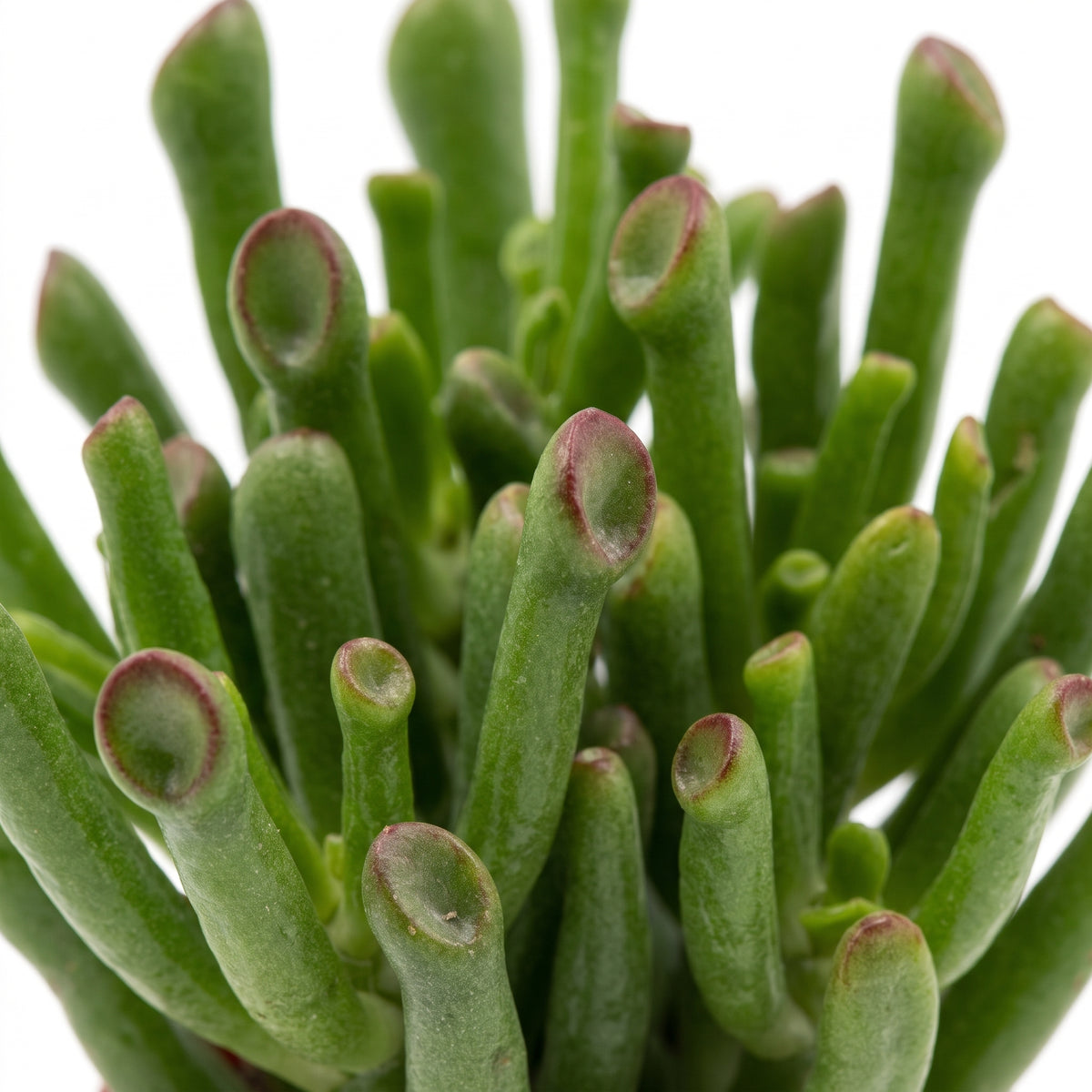 Close-up of a green succulent plant with thick, cylindrical stems and reddish-pink tips, photographed against a white background.