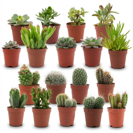 Collection of potted succulents and cacti on a white background
