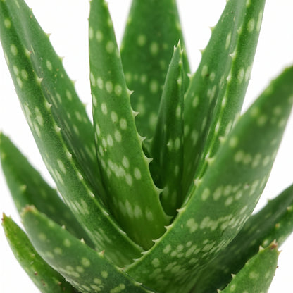 A close-up of a green aloe vera plant with white spots on its thick, spiky leaves against a clean white background.