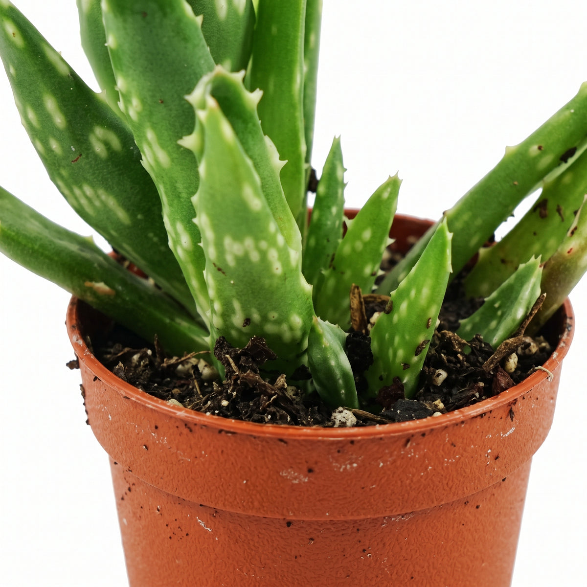 A close-up of a potted aloe vera plant with thick green leaves speckled with white dots, growing in a terracotta-colored plastic pot on a white background.