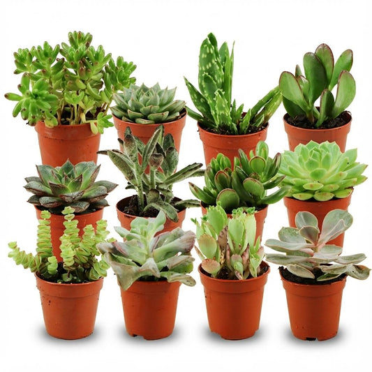 Collection of small potted succulents on a white background