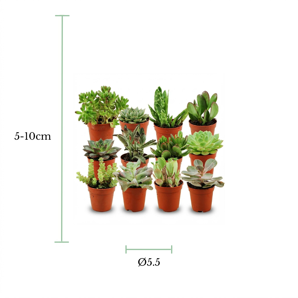 A set of 10 small potted succulents arranged in two rows on a white background, with green dimension lines and text indicating a height of 5-10cm and a diameter of Ø5.5cm.
