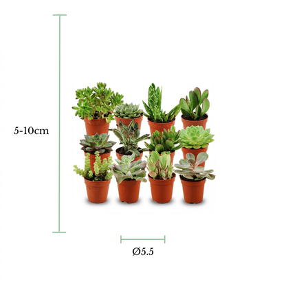 A set of 10 small potted succulents arranged in two rows on a white background, with green dimension lines and text indicating a height of 5-10cm and a diameter of Ø5.5cm.