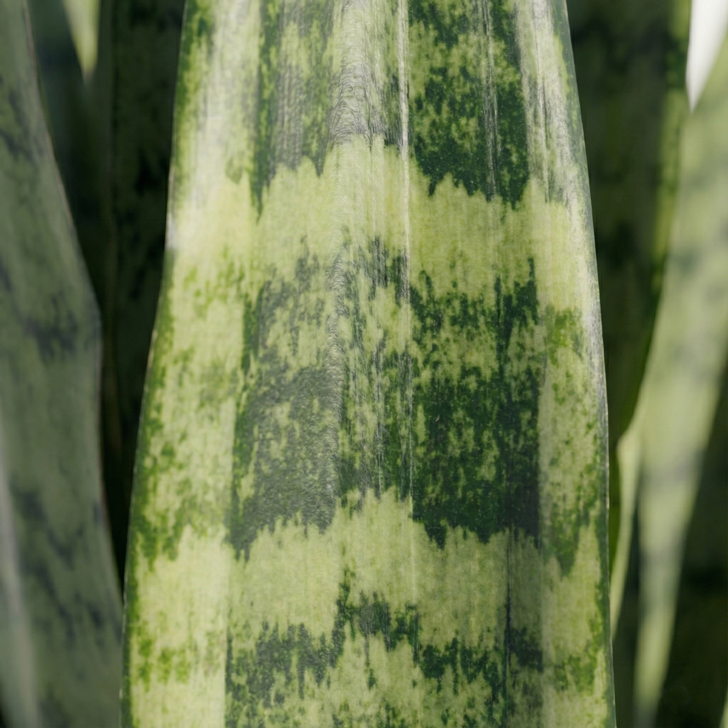 Snake Plant; Sansevieria Spearmint | 55cm