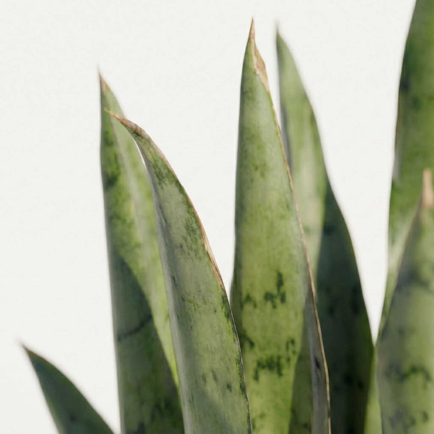 Snake Plant; Sansevieria Spearmint | 55cm