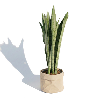 Snake Plant; Sansevieria Spearmint | 55cm
