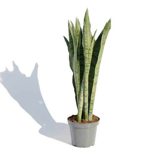 Snake Plant; Sansevieria Spearmint | 55cm