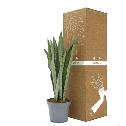 Snake Plant; Sansevieria Spearmint | 55cm