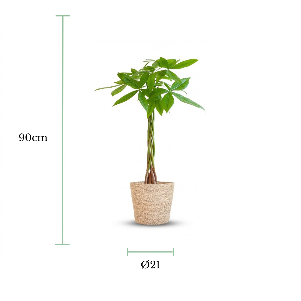 A potted green plant with a twisted trunk and leafy foliage, shown on a white background with dimension markers indicating 90 cm height and a diameter of 21 cm.