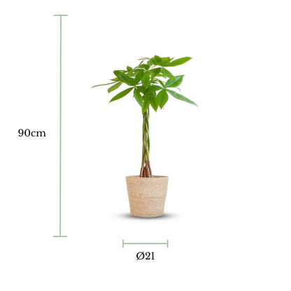 A potted green plant with a twisted trunk and leafy foliage, shown on a white background with dimension markers indicating 90 cm height and a diameter of 21 cm.