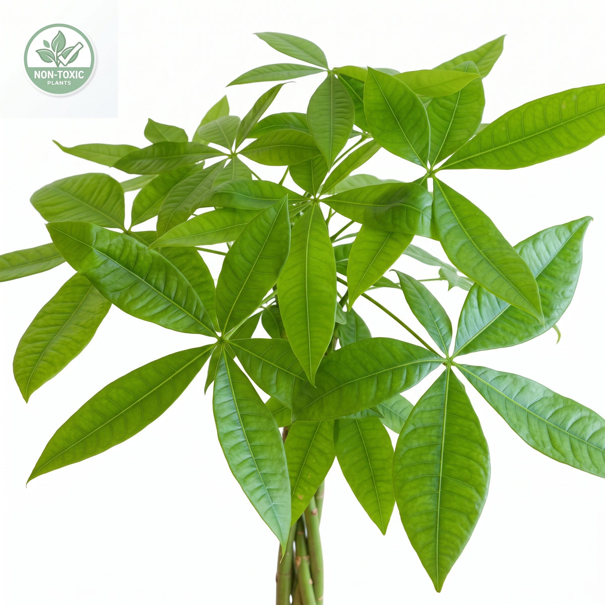 A healthy green cashew plant with palmate leaves and visible stem, isolated on a white background with a small non-toxic badge in the upper left corner.