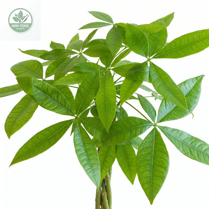 A healthy green cashew plant with palmate leaves and visible stem, isolated on a white background with a small non-toxic badge in the upper left corner.