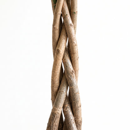 Twisted natural wood branches or vine stems arranged vertically against a plain white background.