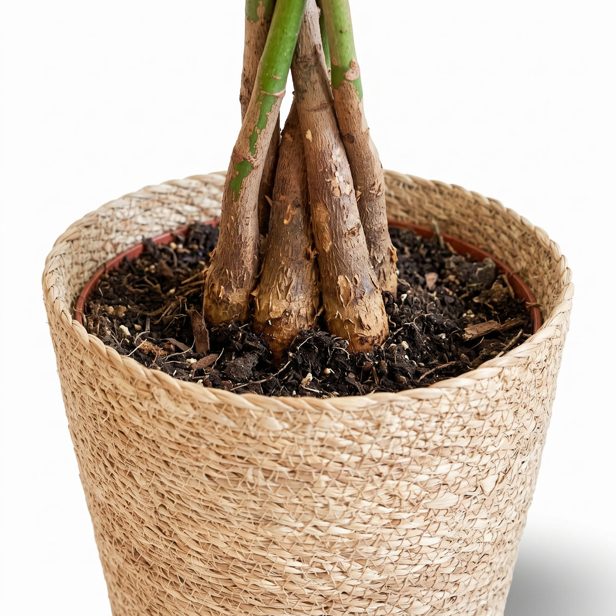 A close-up of a potted plant with thick brown rhizomes and green stems, planted in dark soil inside a woven natural fiber pot on a white background.