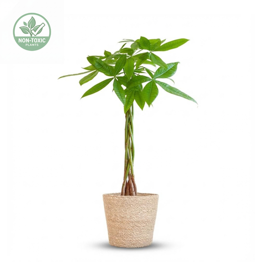 A potted live money tree (Pachira succulenta) with three twisted trunks and vibrant green leaves, planted in a natural beige jute pot, shown on a white background with a non-toxic badge in the top-left corner.