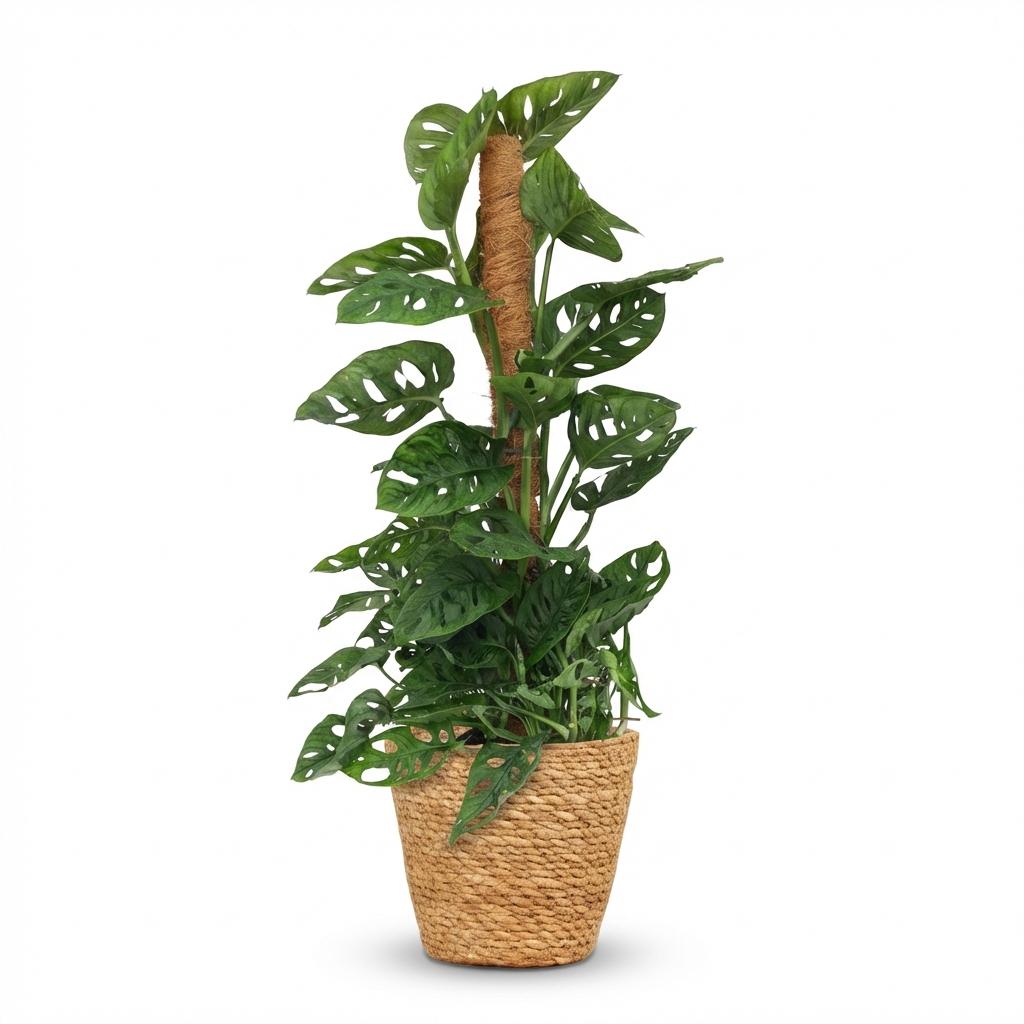 Artificial monstera plant in a woven basket on a white background