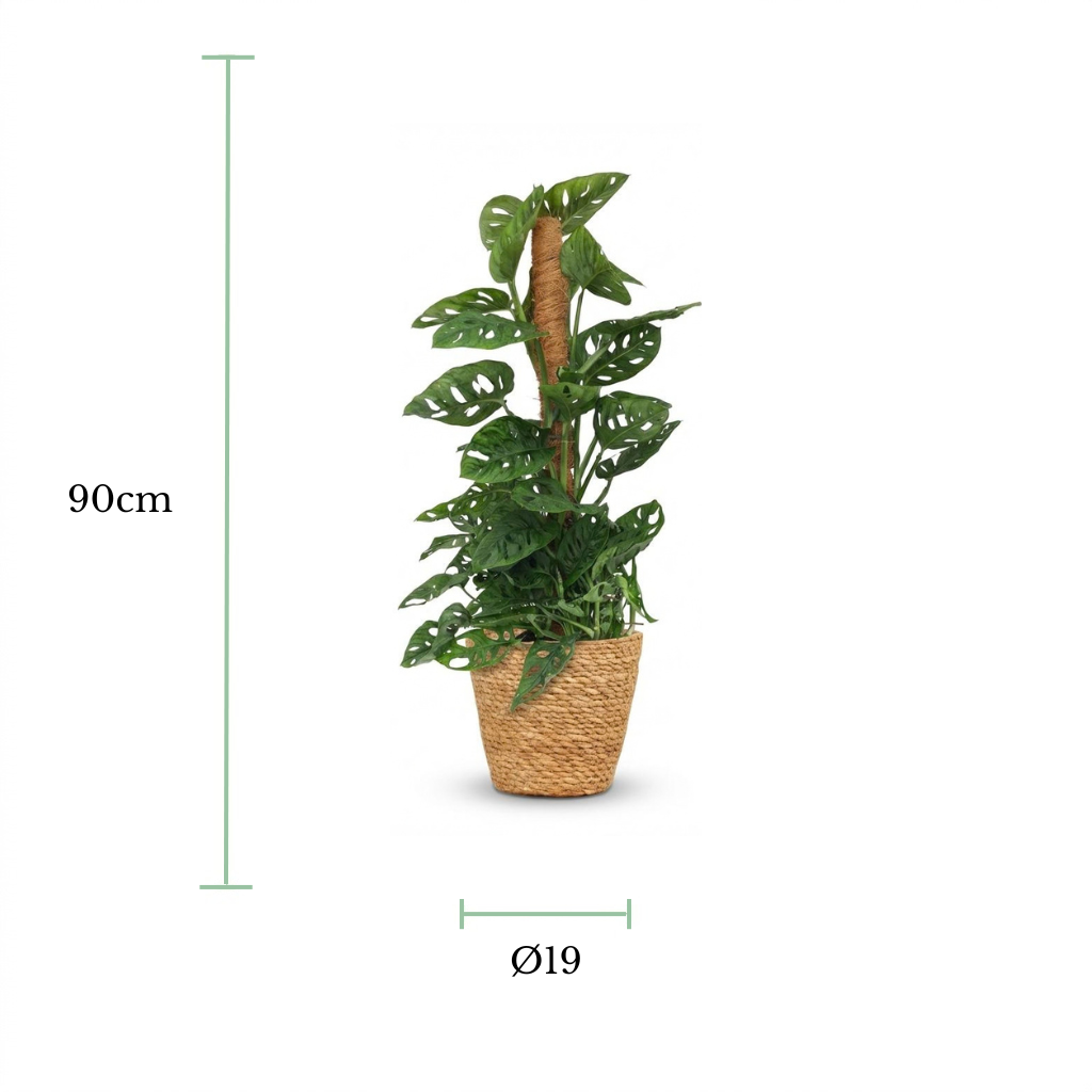 An artificial potted plant with green monstera and trailing leaves in a woven brown basket pot, shown on a white background with dimension markers indicating 90cm height and a diameter of 19cm.