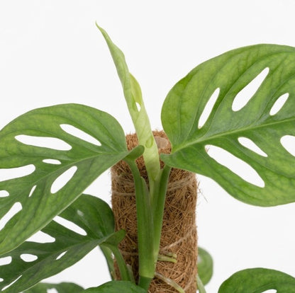 A close-up of a green monstera plant with large perforated leaves growing around a brown coir wrap on a white background.