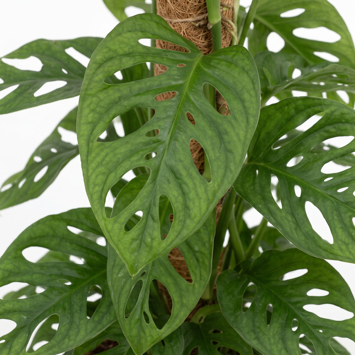 A close-up of a green monstera plant with large fenestrated leaves growing along a brown coir support stake against a white background.