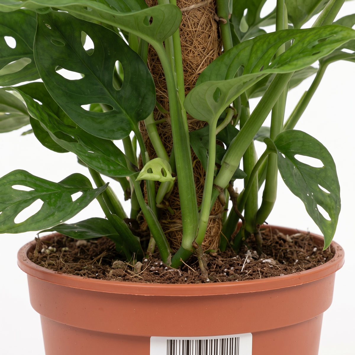 A potted Monstera plant with green split leaves and a small yellow-green baby leaf, growing in a terracotta-colored plastic pot with a brown coir wrap around the stem, shown against a white background.