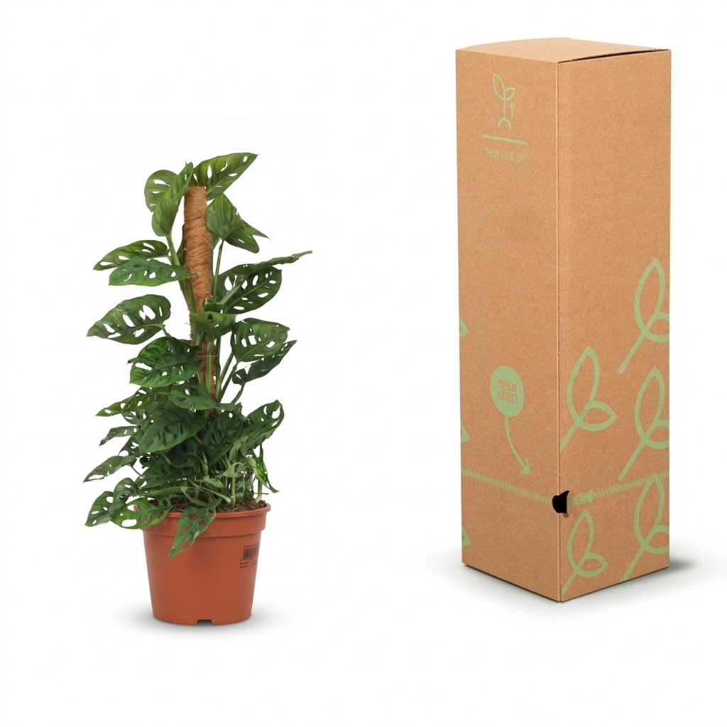 A potted monstera plant next to its tall brown cardboard packaging box with light green leaf illustrations, on a white background.