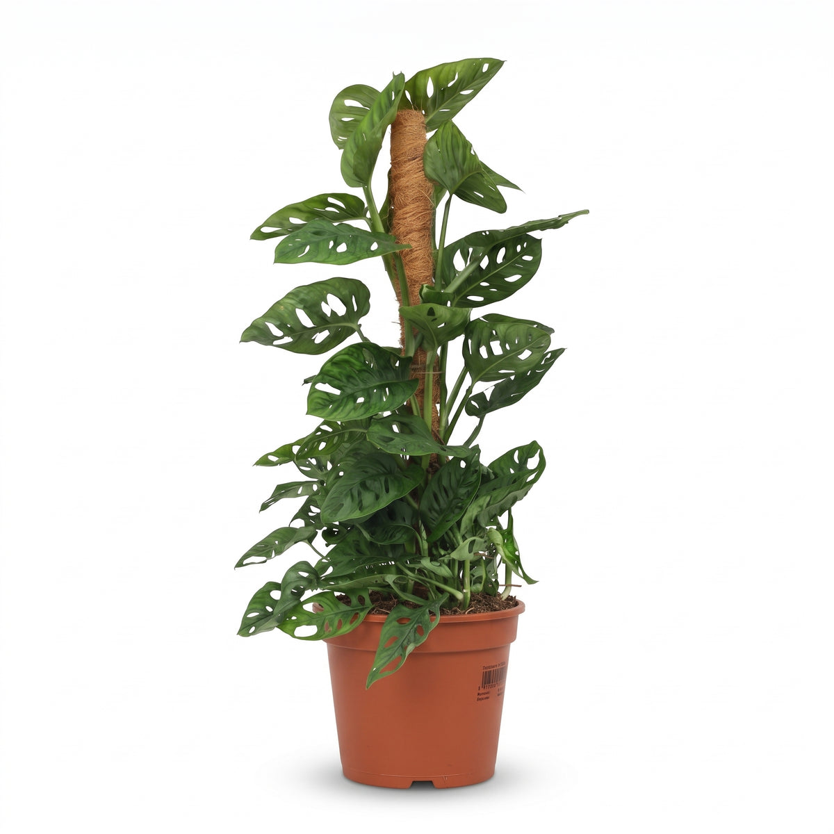 A potted Monstera deliciosa plant with green split leaves, growing along a brown coir support pole in a terracotta-colored plastic nursery pot, isolated on a white background.