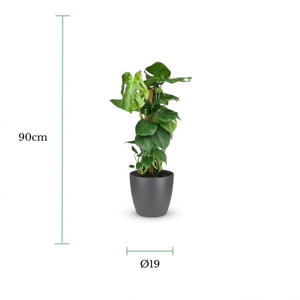 A potted green houseplant centered on a white background, with dimension lines and text indicating a height of 90 cm and a diameter of 19 cm.