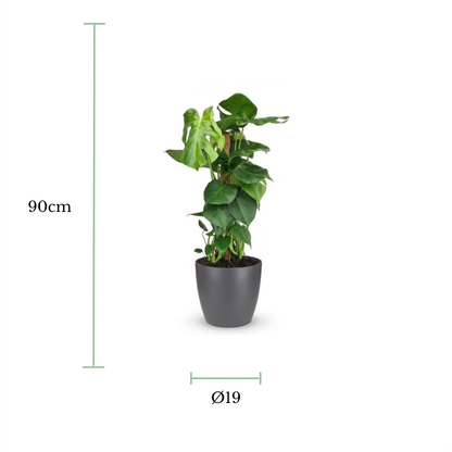 A potted green houseplant centered on a white background, with dimension lines and text indicating a height of 90 cm and a diameter of 19 cm.