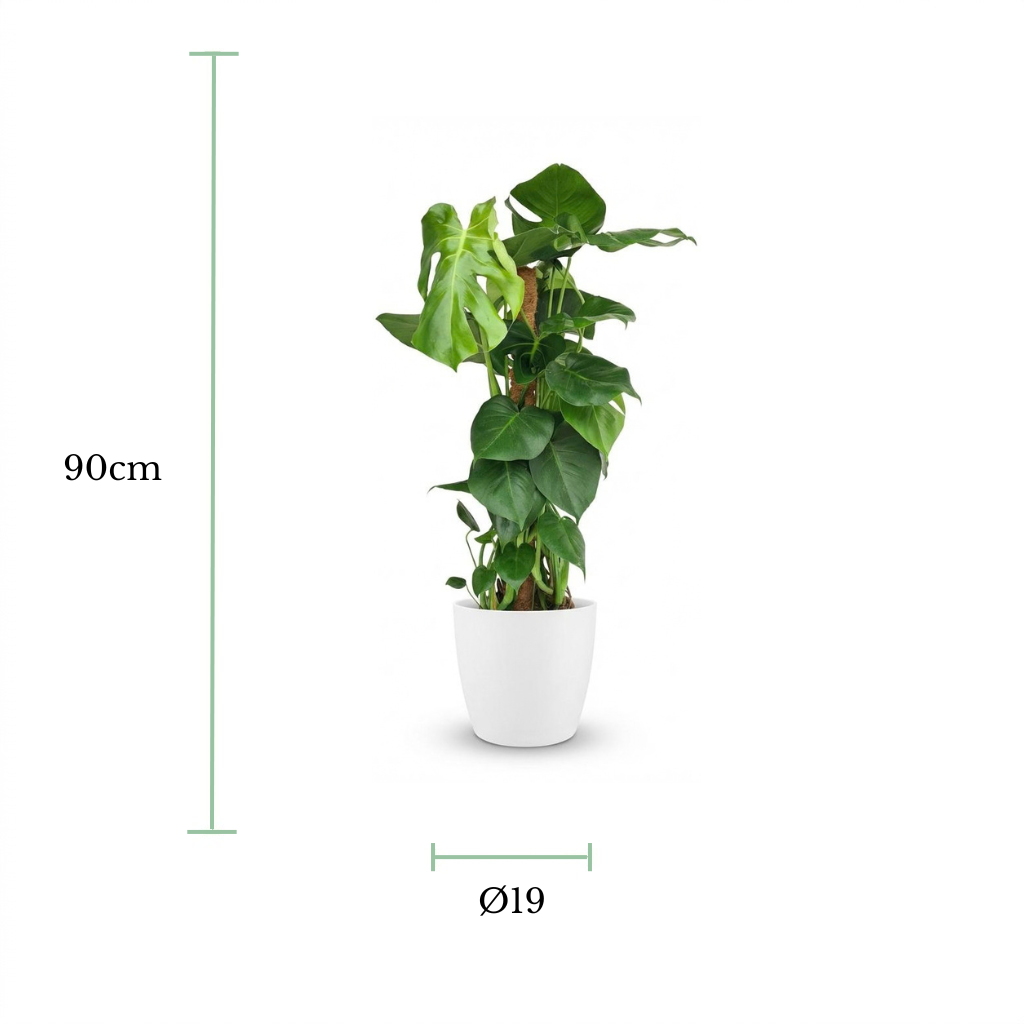 A potted green houseplant in a white cylindrical pot on a white background, with dimension lines and text indicating a height of 90 cm and a pot diameter of Ø19.