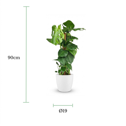 A potted green houseplant in a white cylindrical pot on a white background, with dimension lines and text indicating a height of 90 cm and a pot diameter of Ø19.