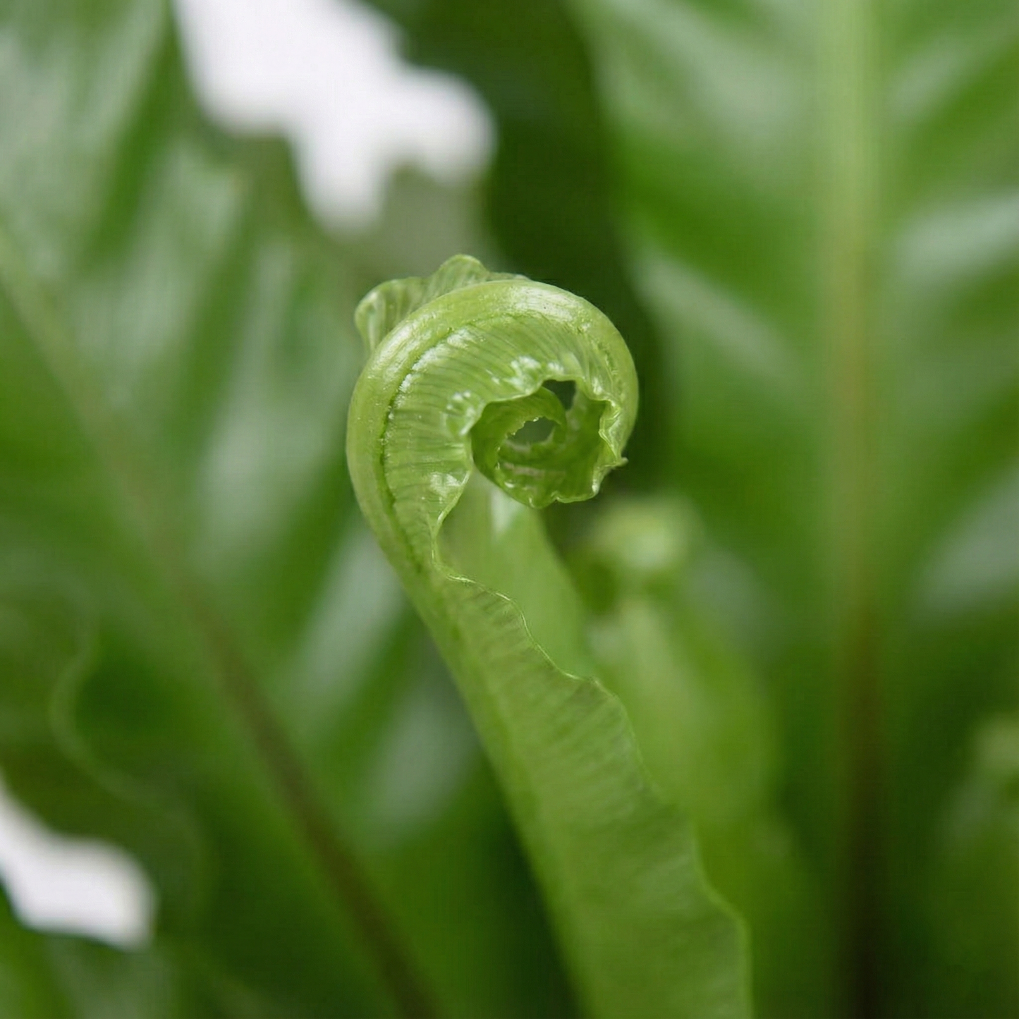 The Bird's Nest Fern; Asplenium Nidus | 60cm