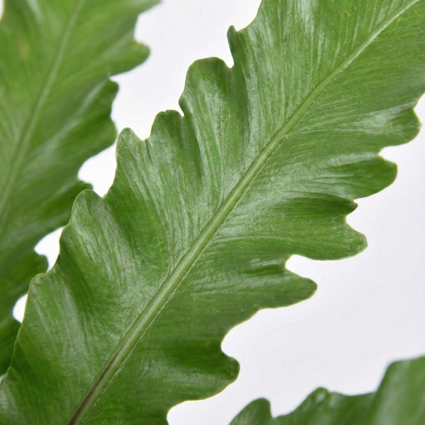 The Bird's Nest Fern; Asplenium Nidus | 60cm