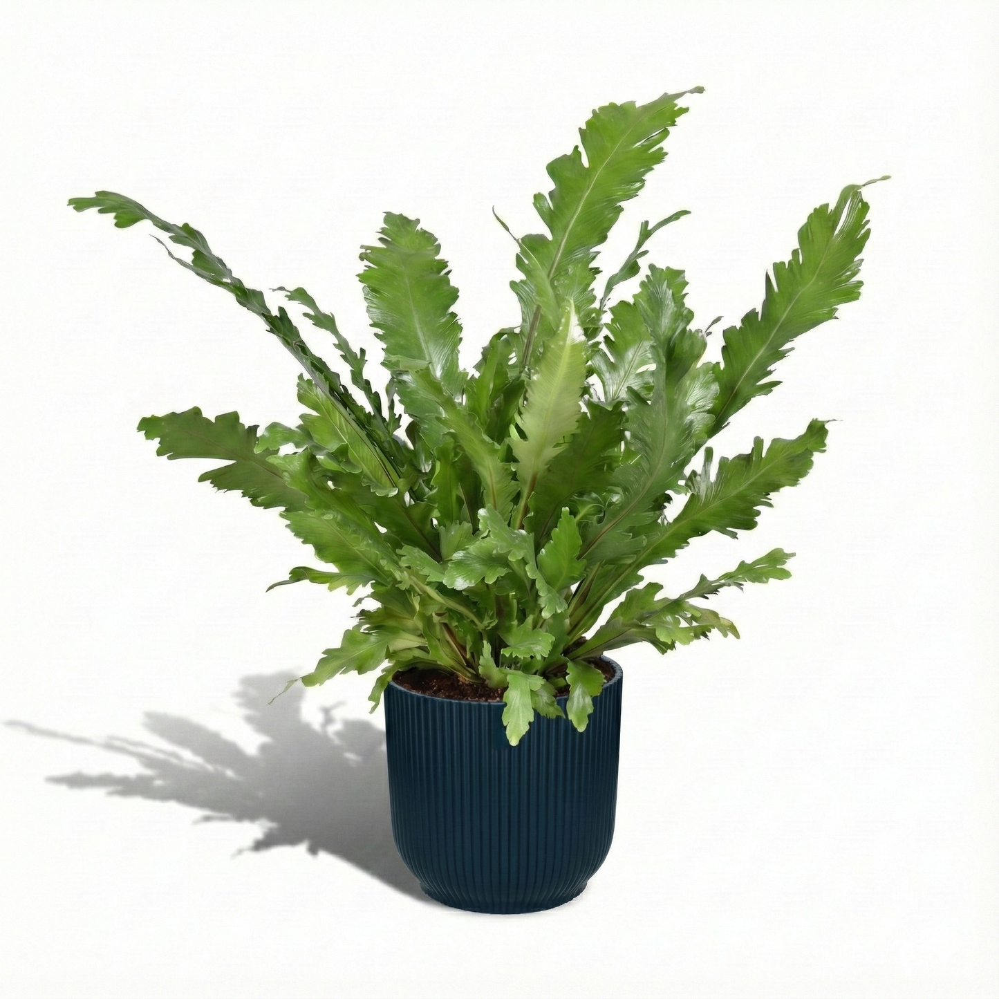 The Bird's Nest Fern; Asplenium Nidus | 60cm
