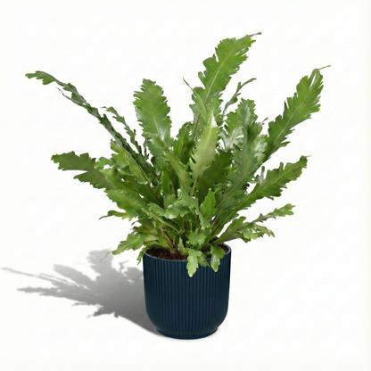 The Bird's Nest Fern; Asplenium Nidus | 60cm