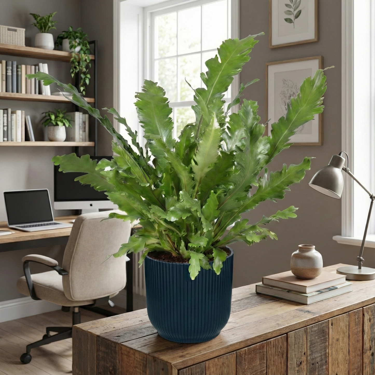 The Bird's Nest Fern; Asplenium Nidus | 60cm