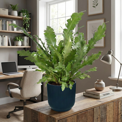The Bird's Nest Fern; Asplenium Nidus | 60cm