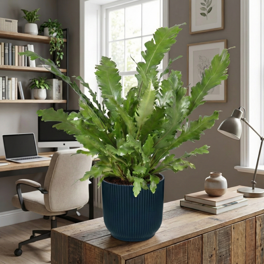 The Bird's Nest Fern; Asplenium Nidus | 60cm