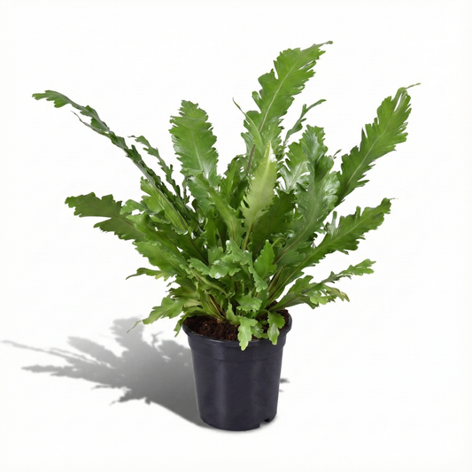 The Bird's Nest Fern; Asplenium Nidus | 60cm