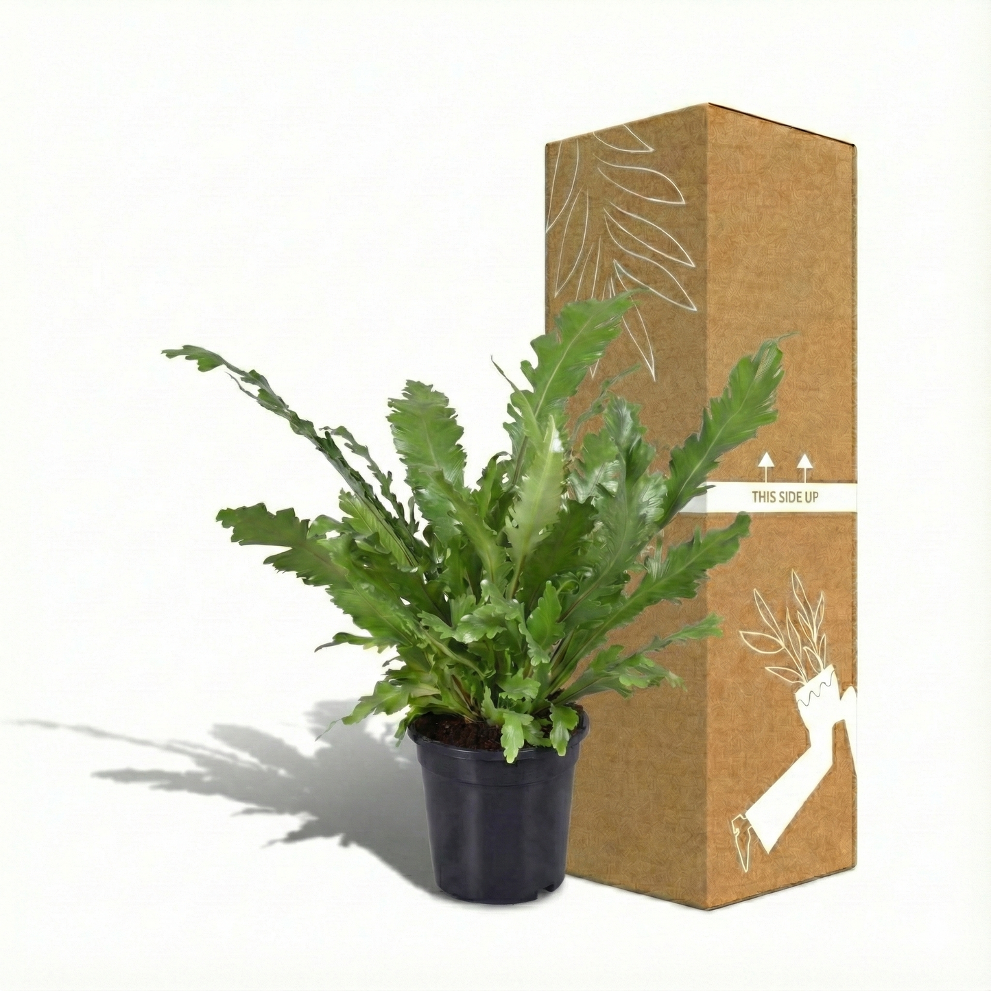 The Bird's Nest Fern; Asplenium Nidus | 60cm