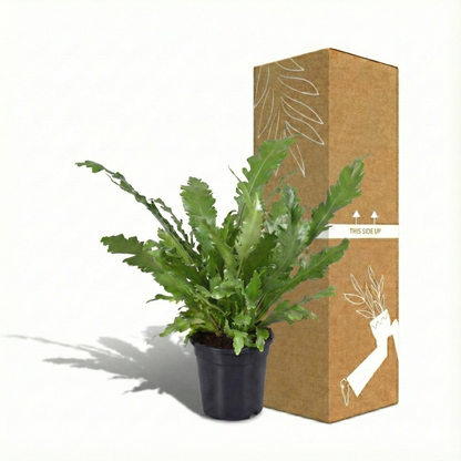 The Bird's Nest Fern; Asplenium Nidus | 60cm
