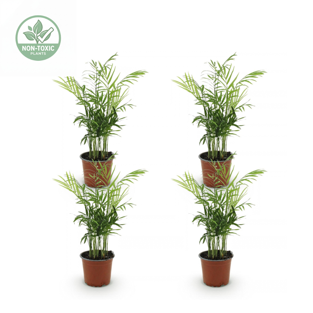 Four potted artificial palm trees arranged in two columns of two on a white background, with a circular 'NON-TOXIC CERTIFIED' logo in the top-left corner.