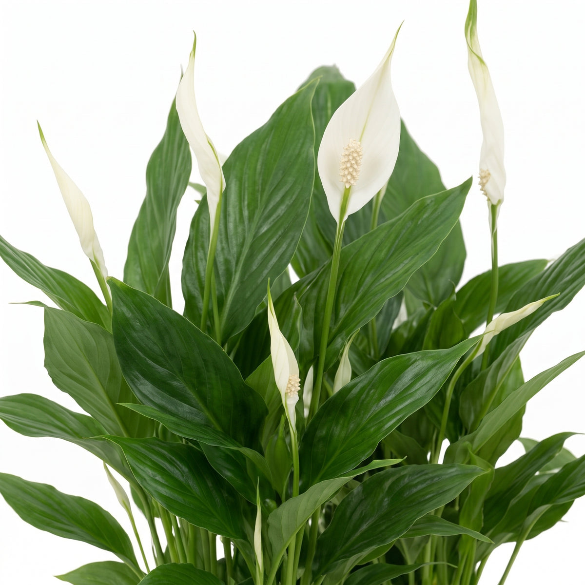 A live plant of Spathiphyllum (peace lily) featuring glossy green leaves and several upright white spatacles with cream-colored central stamens, isolated on a white background.